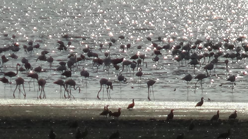 Flamingolar Van'ı çok sevdi