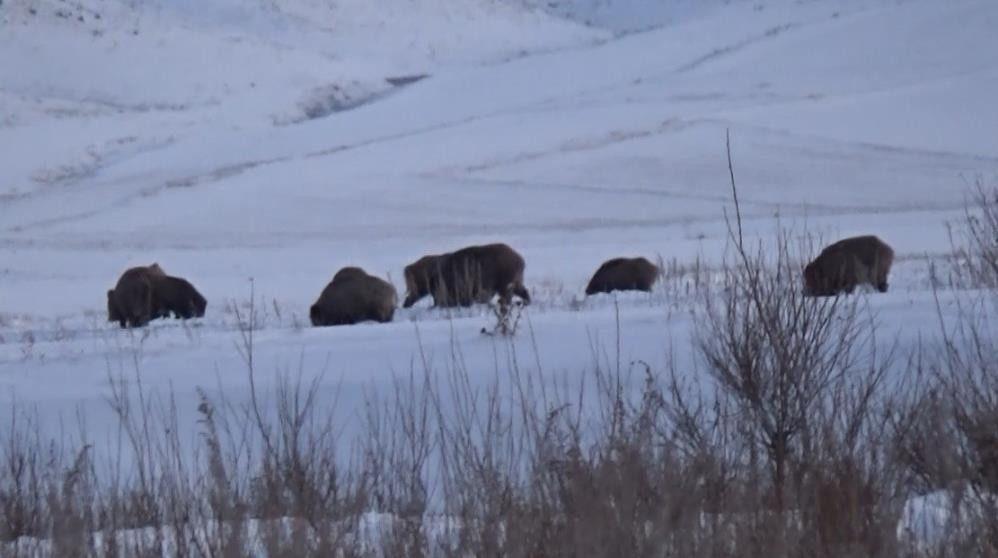 Kars'ta domuz sürüsü ve kurtlar aynı karede