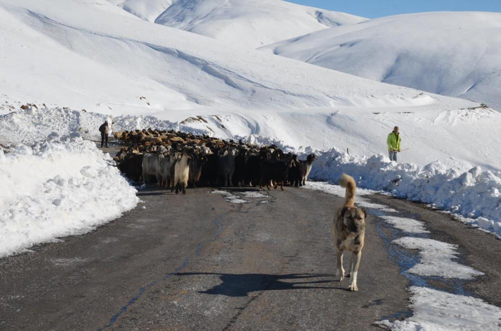 Muş'ta 2 bin koyun mahsur kaldı