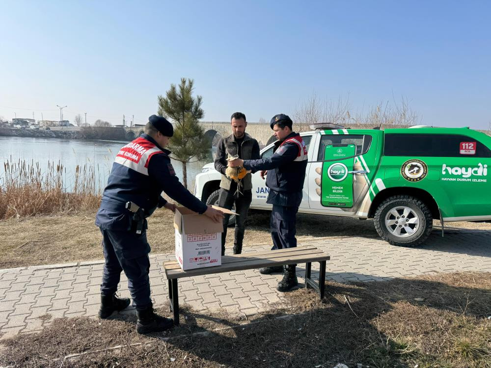 Muş’ta yaralı halde bulunan bayağı balaban kuşu koruma altına alındı