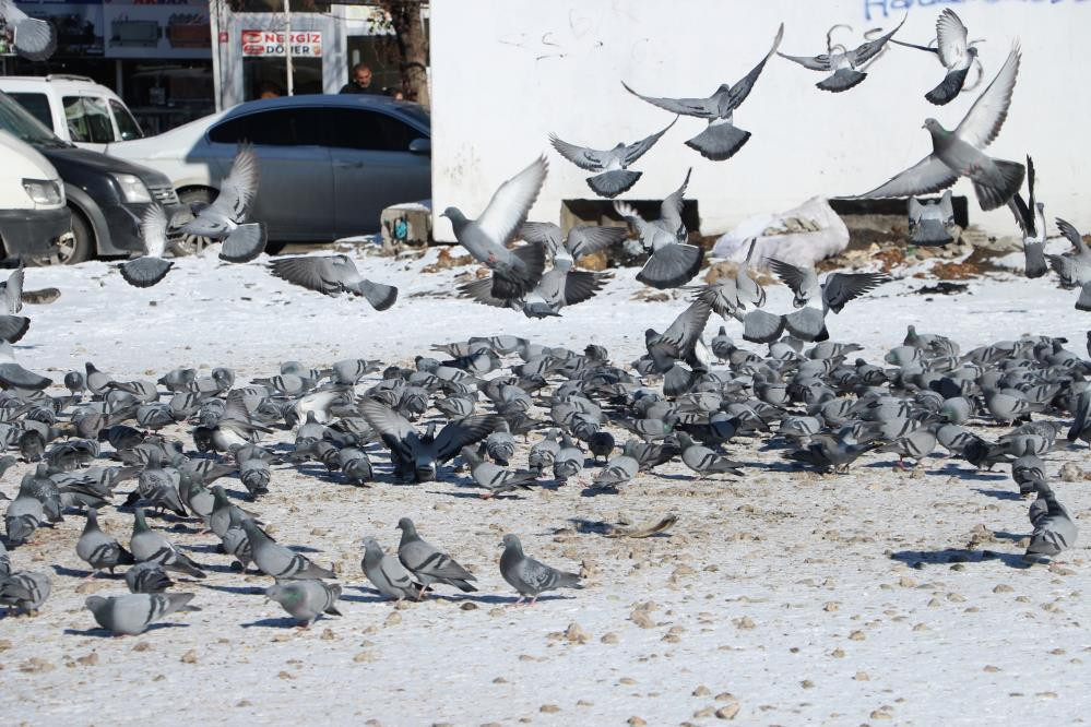 Van'da güvercinlerin yem mücadelesi büyüledi