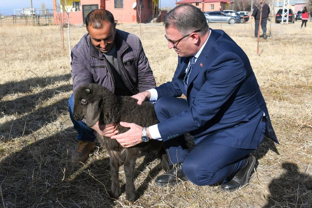 Van'da koyunculuk projesi başarıyla devam ediyor