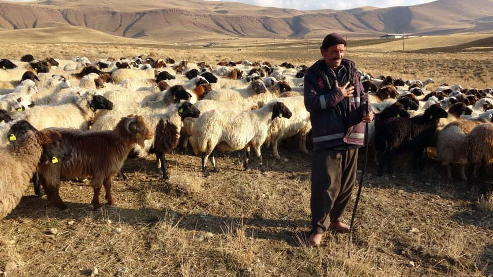 Van'ın küçükbaş hayvancılığına 200 bin koyunla rekor destek